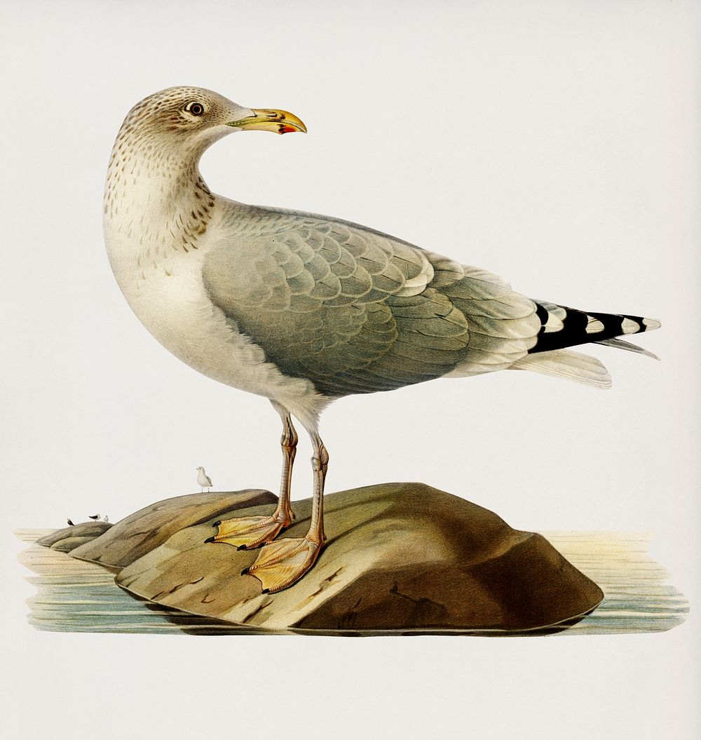 European herring gull (Larus argentatus) illustrated by the von Wright brothers. Digitally enhanced from our own 1929 folio…