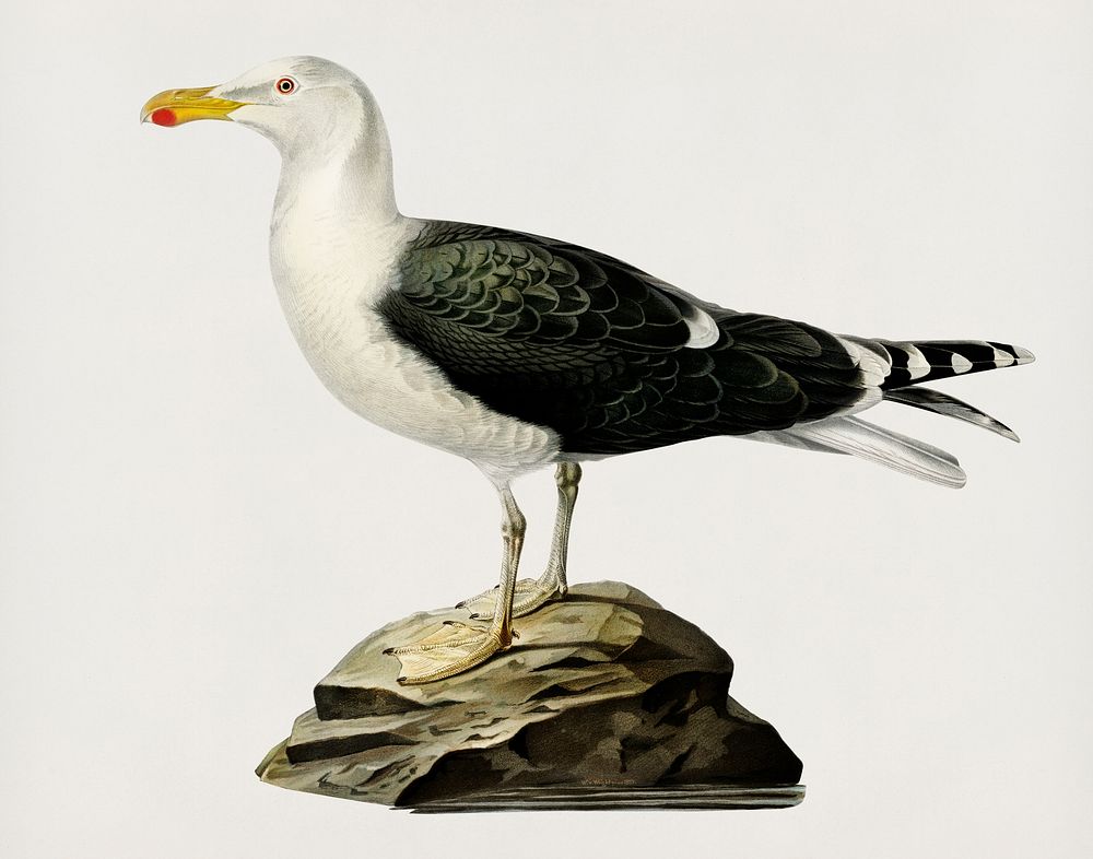 Great black-backed gull (Larus Marinus) illustrated by the von Wright brothers. Digitally enhanced from our own 1929 folio…