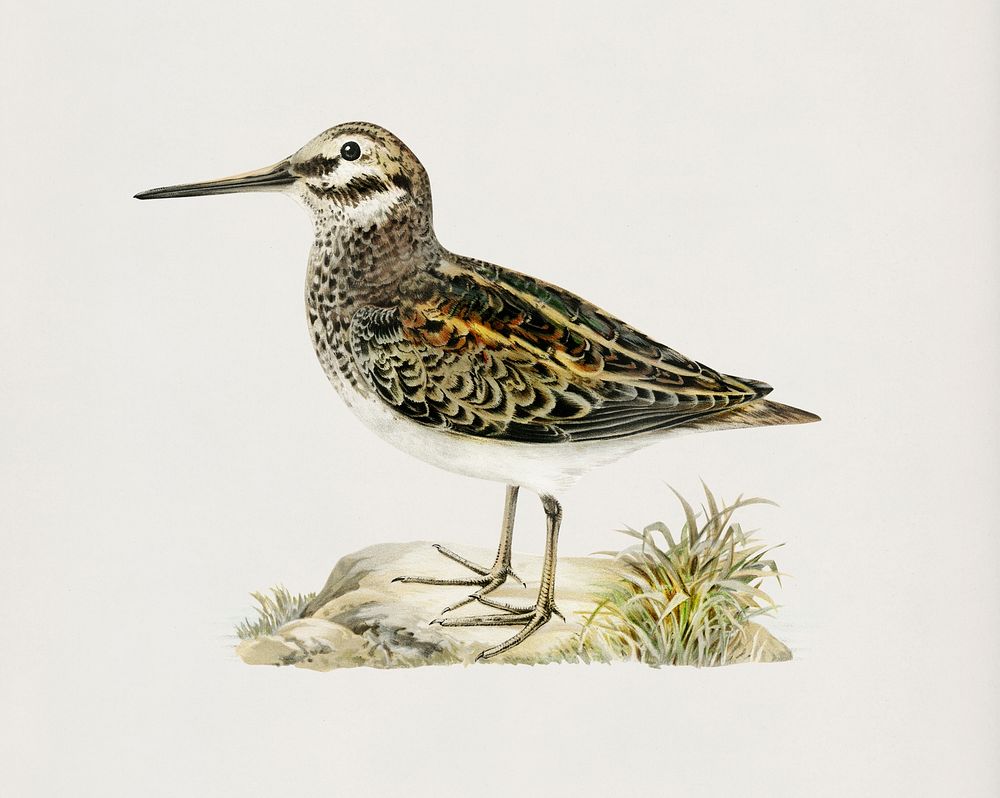 Jack snipe (Lymnocryptes minimus) illustrated by the von Wright brothers. Digitally enhanced from our own 1929 folio version…
