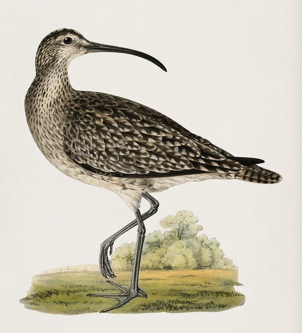 Whimbrel (Numenius phaeopus) illustrated by the von Wright brothers. Digitally enhanced from our own 1929 folio version of…