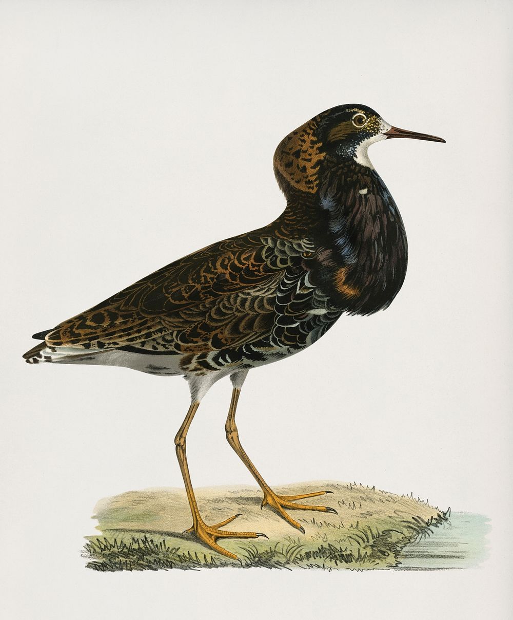 Ruff ♂(Pavoncella pugnaxr) illustrated by the von Wright brothers. Digitally enhanced from our own 1929 folio version of…