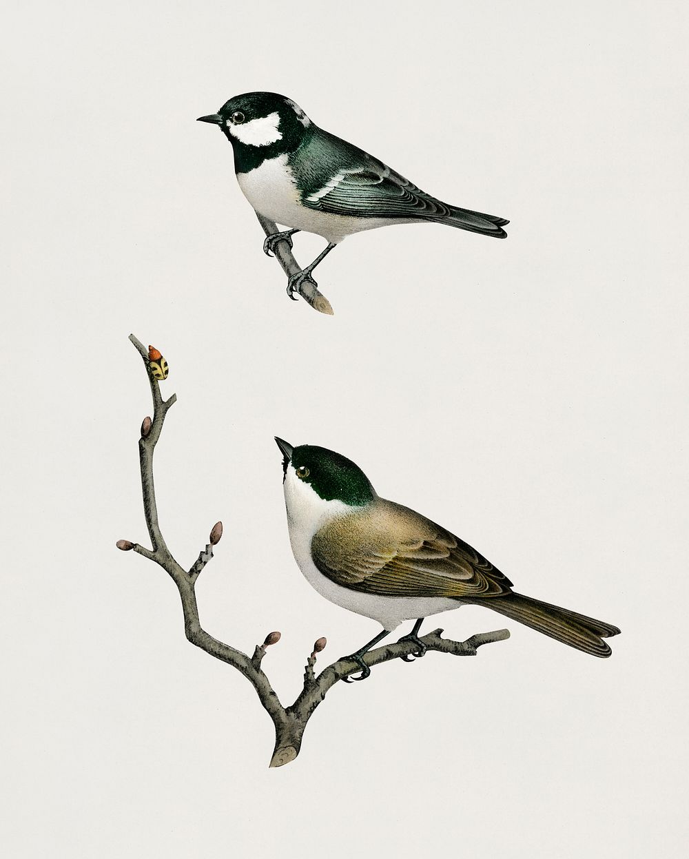 Coal Tit (Parus Ater) and Marsh Tit (Parus Palustris) illustrated by the von Wright brothers. Digitally enhanced from our…
