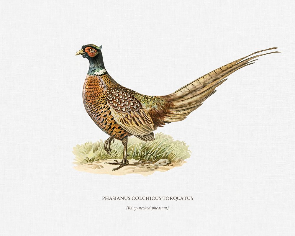Ring-necked Pheasant (phasianus colchicus torquatus) illustrated by the von Wright brothers. Digitally enhanced from our own…