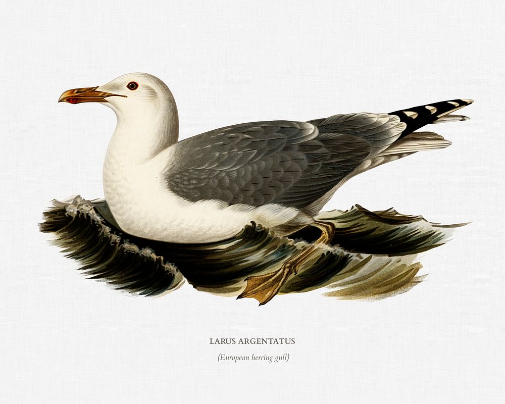 European herring gull (Larus Argentatus) illustrated by the von Wright brothers. Digitally enhanced from our own 1929 folio…
