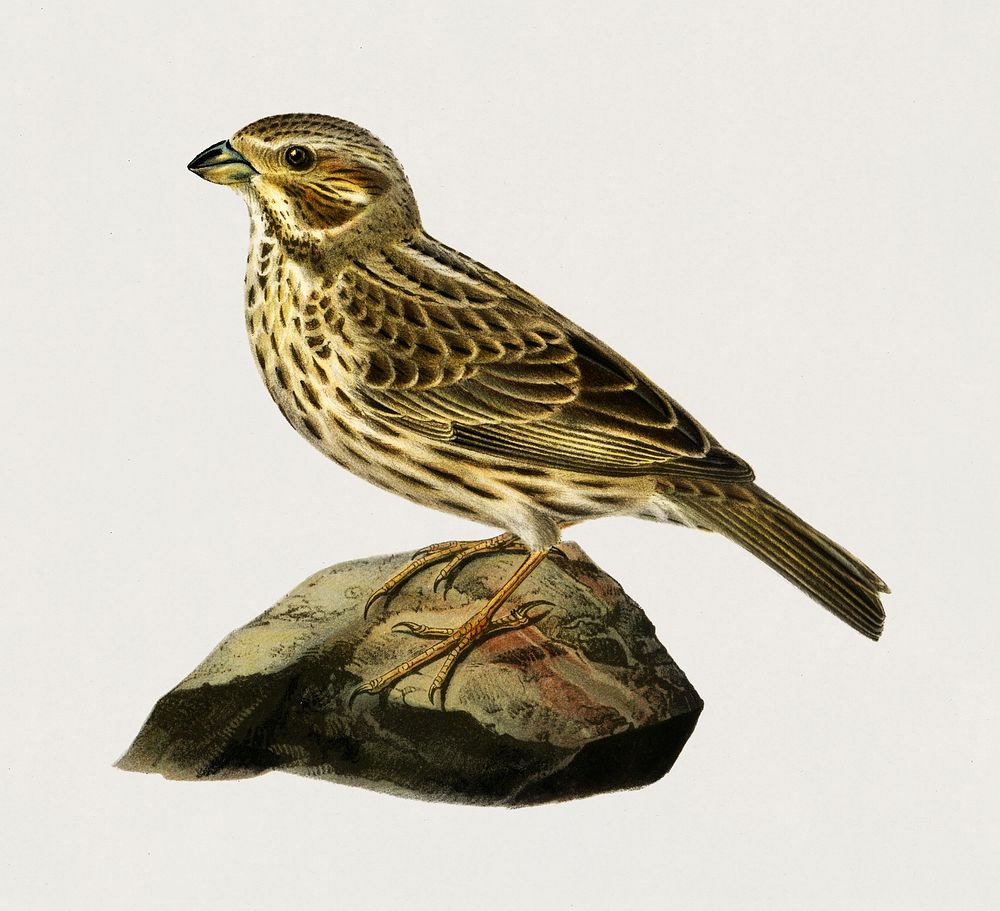 Corn bunting (EMBERIZA CARLANDRA) illustrated by the von Wright brothers. Digitally enhanced from our own 1929 folio version…