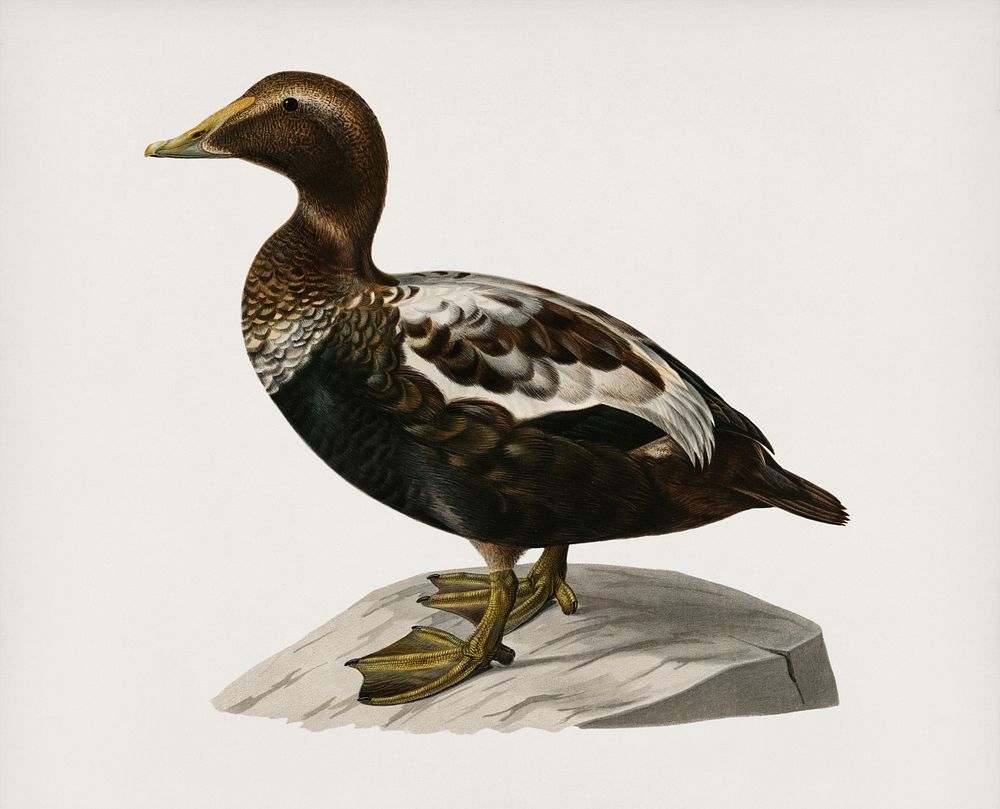 Eider ♂ (CORACIAS SOMATERIA MOLLISSIMA) illustrated by the von Wright brothers. Digitally enhanced from our own 1929 folio…