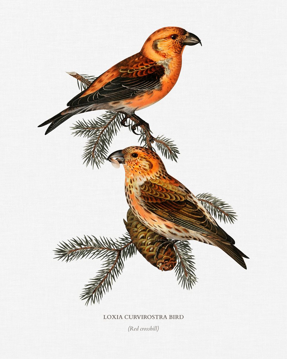 Red crossbill (Loxia curvirostra bird) illustrated by the von Wright brothers. Digitally enhanced from our own 1929 folio…