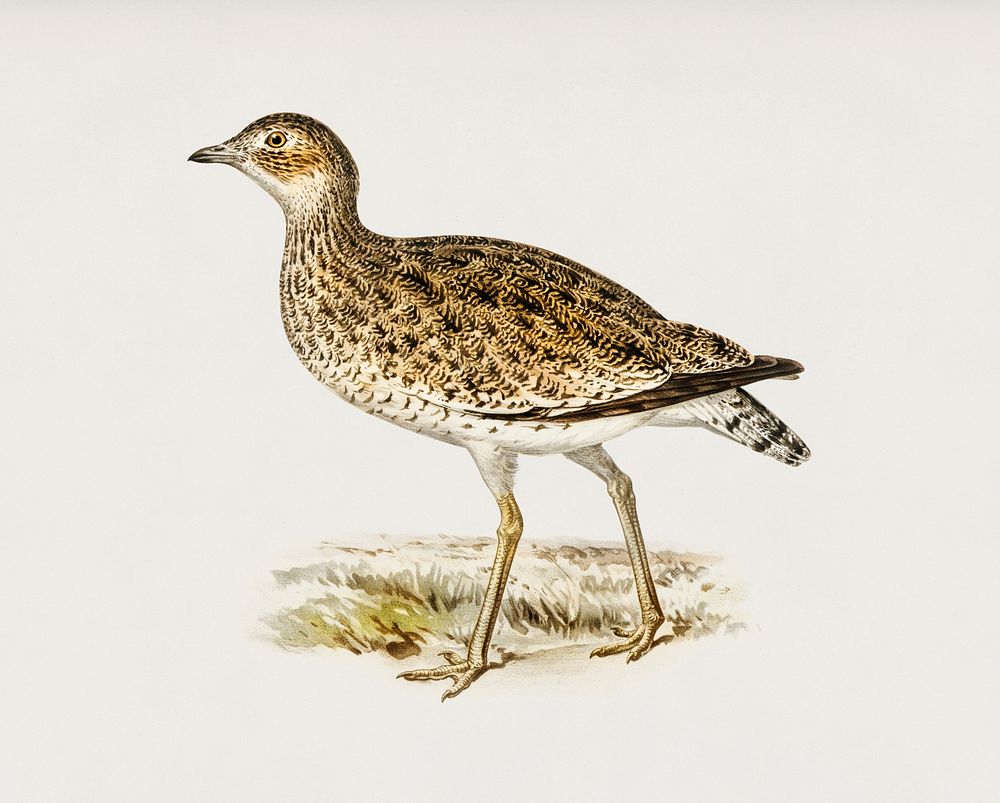 Little bustard (Otis tetrax) illustrated by the von Wright brothers. Digitally enhanced from our own 1929 folio version of…