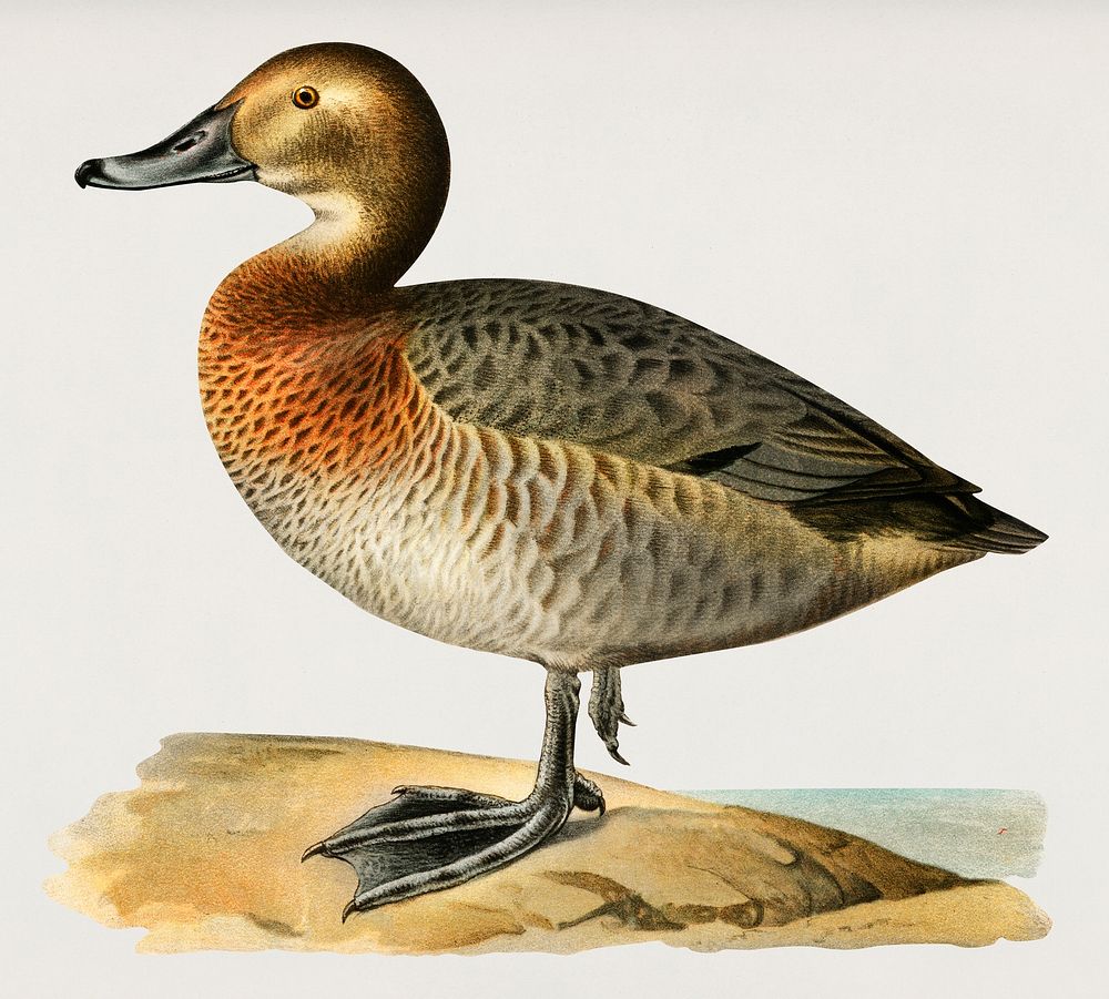 Common Pochard female (Nyroca ferina) illustrated by the von Wright brothers. Digitally enhanced from our own 1929 folio…