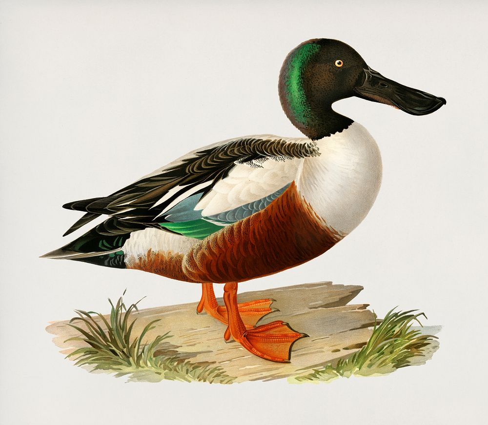 Cinnamon teal (Spatula cyanoptera) illustrated by the von Wright brothers. Digitally enhanced from our own 1929 folio…
