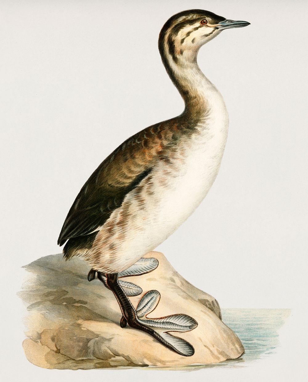 Young horned grebe (Podiceps auritus) illustrated by the von Wright brothers. Digitally enhanced from our own 1929 folio…