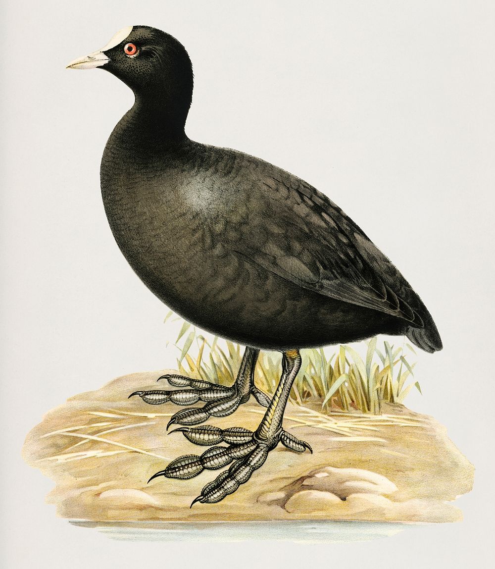 Eurasian coot (Fulica atra) illustrated by the von Wright brothers. Digitally enhanced from our own 1929 folio version of…