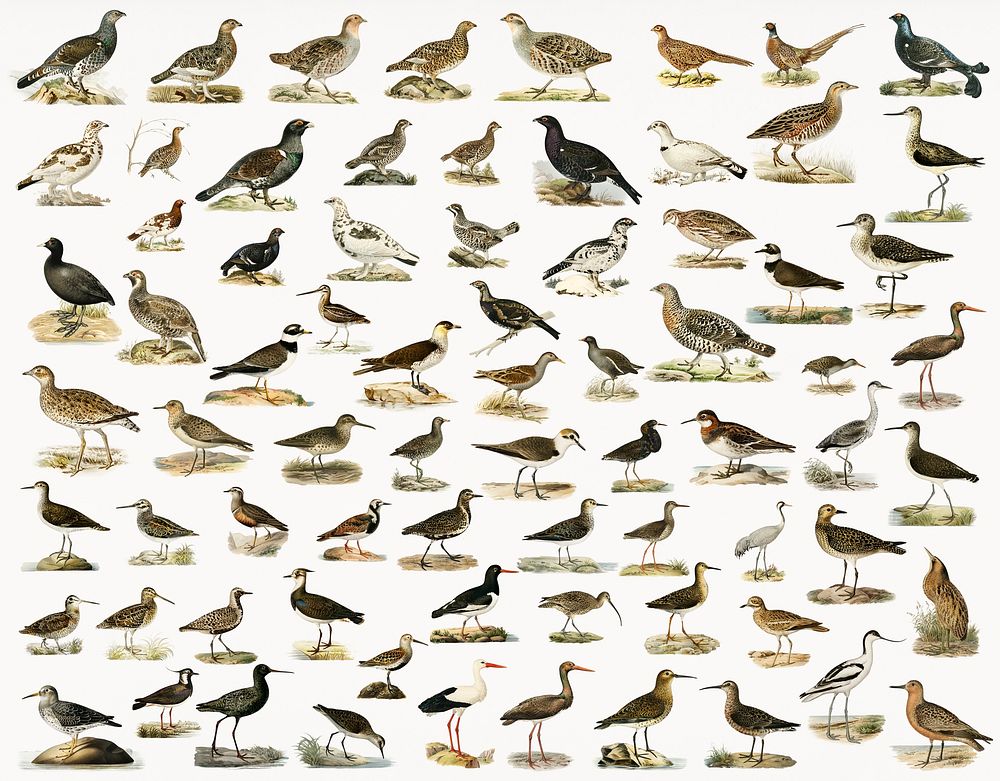 Different types ofbirds illustrated by the von Wright brothers. Digitally enhanced from our own 1929 folio version of…