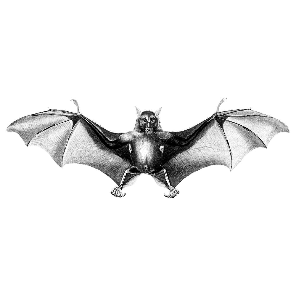 Vintage illustrations of Bat