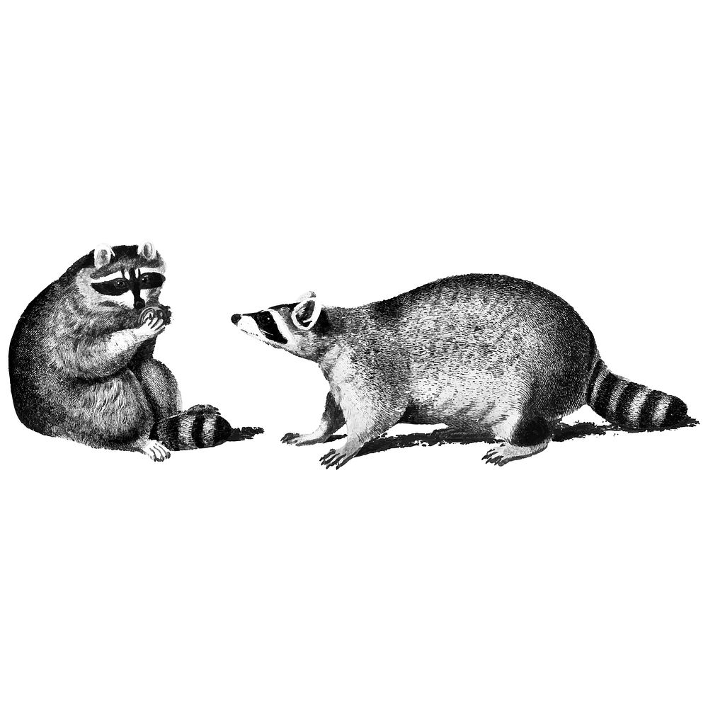 Vintage illustrations of Raccoons