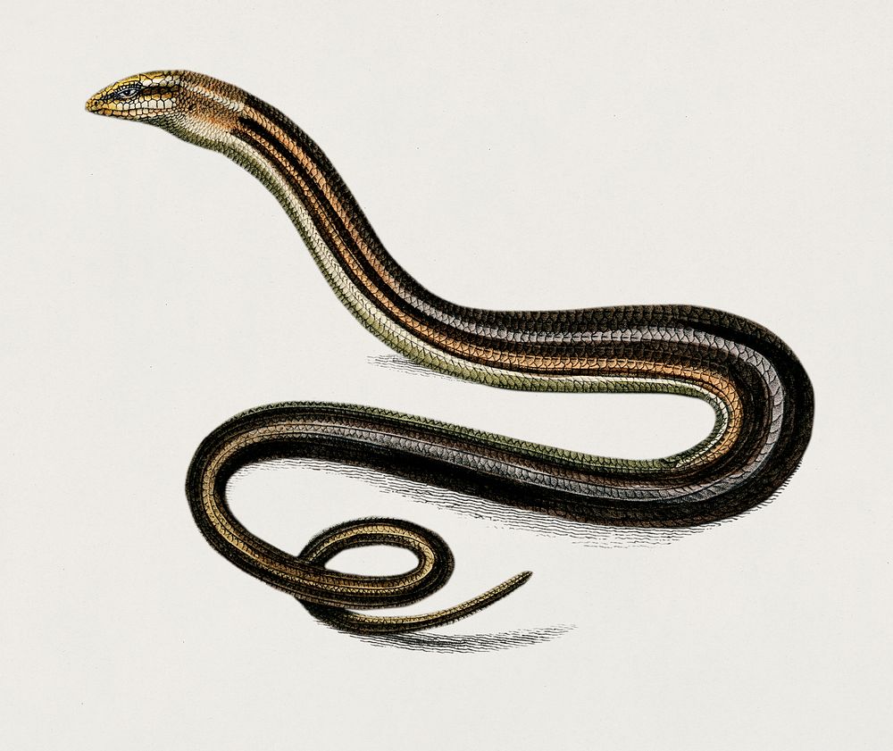 Pseudopus Pallasii illustrated by Charles Dessalines D' Orbigny (1806-1876). Digitally enhanced from our own 1892 edition of…