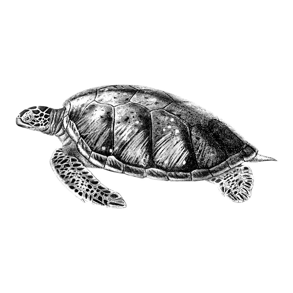 Vintage illustrations of Green sea turtle