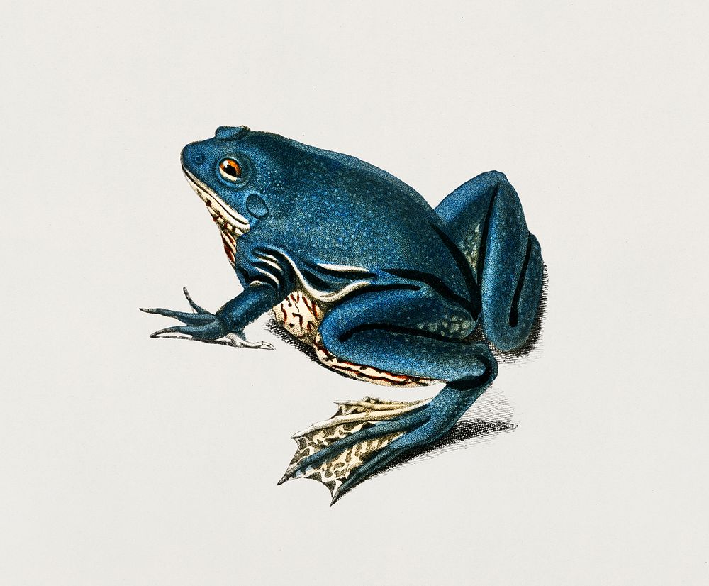 Shrinking frog (Pseudis Merianae) illustrated by Charles Dessalines D' Orbigny (1806-1876). Digitally enhanced from our own…