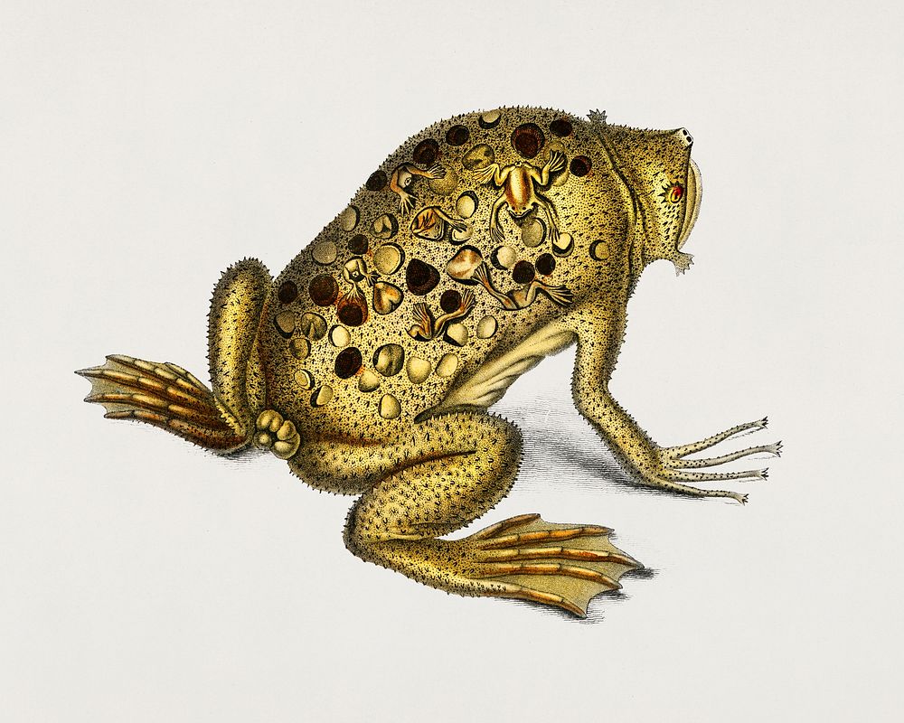 Surinam toad (Pipa americana) illustrated by Charles Dessalines D' Orbigny (1806-1876). Digitally enhanced from our own 1892…