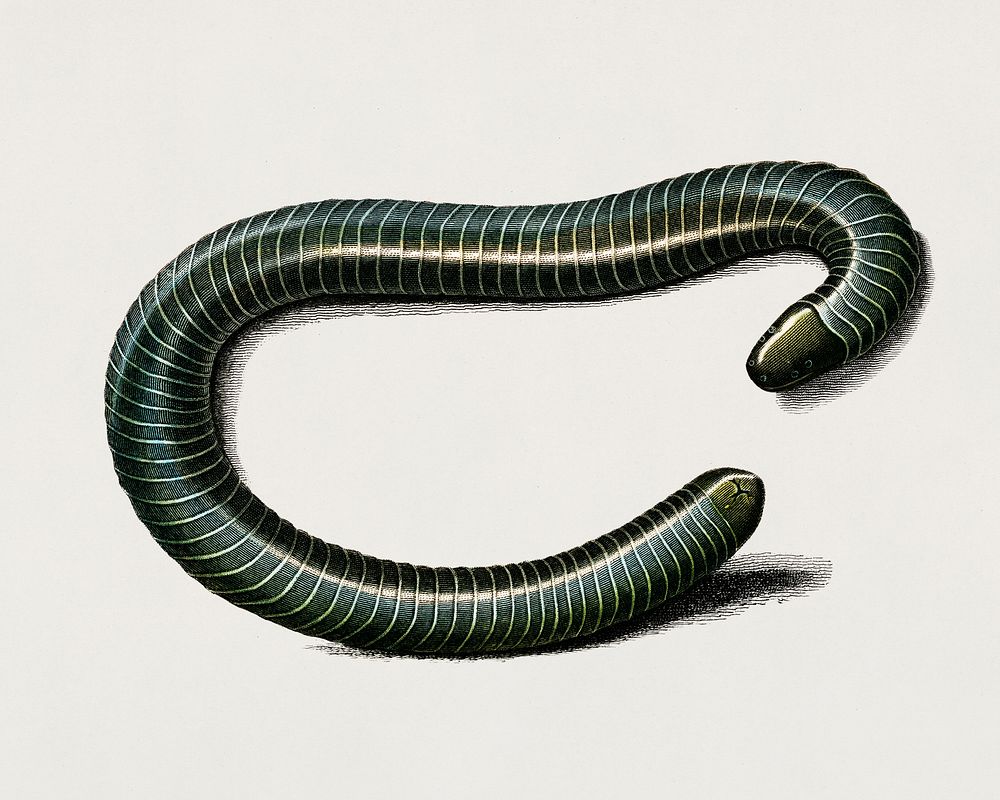 Ringed caecilian (Siphonops annulatus) illustrated by Charles Dessalines D' Orbigny (1806-1876). Digitally enhanced from our…