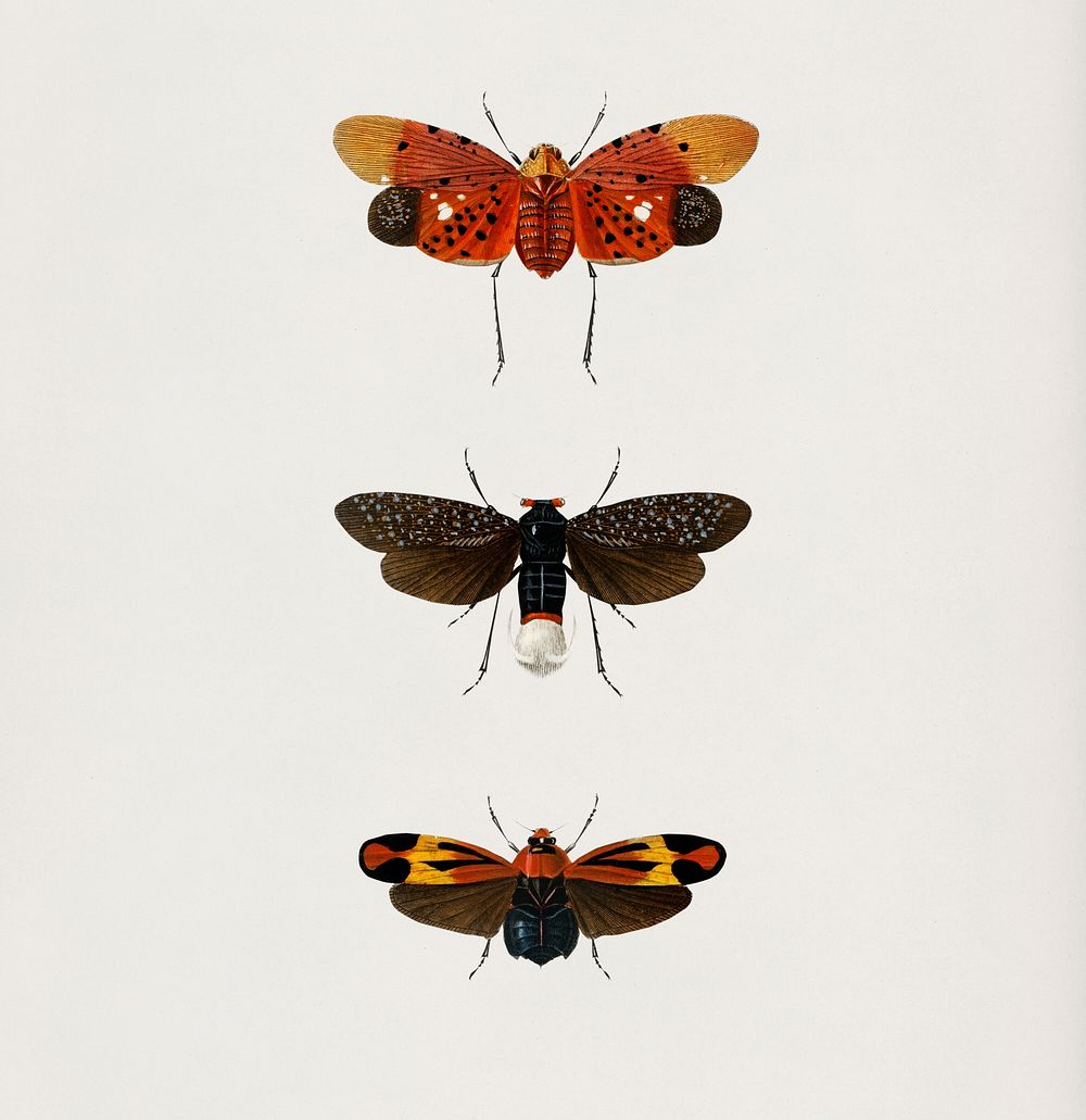 Collection of hand drawings of moths illustrated by Charles Dessalines D' Orbigny (1806-1876). Digitally enhanced from our…
