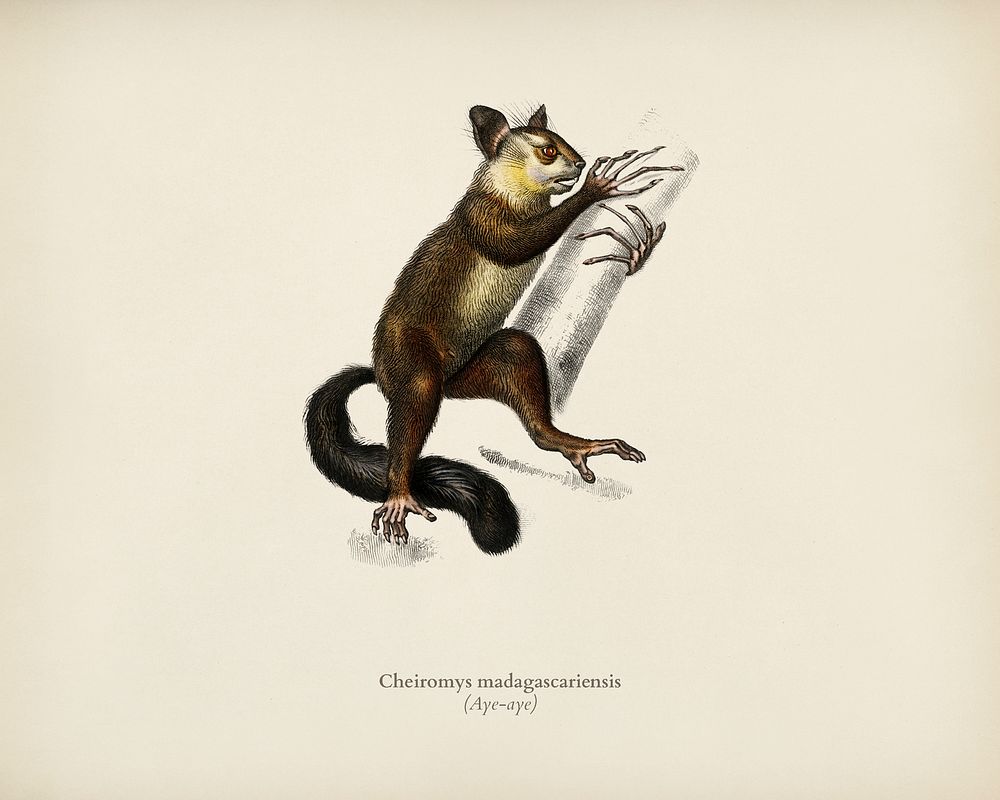 Aye-aye (Cheiromys madagascariensis) illustrated by Charles Dessalines D' Orbigny (1806-1876). Digitally enhanced from our…