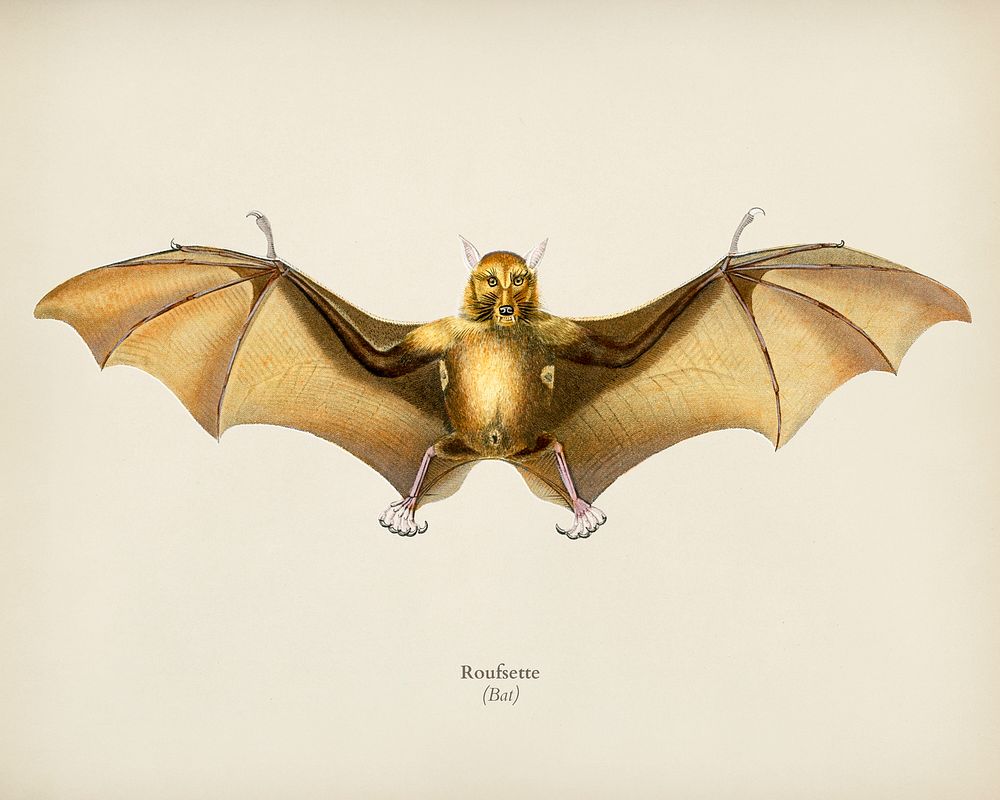 Bat (Roufsette) illustrated by Charles Dessalines D' Orbigny (1806-1876). Digitally enhanced from our own 1892 edition of…