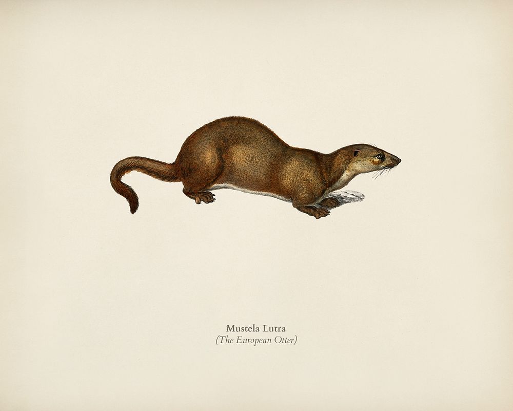 The European Otter (Mustela Lutra) illustrated by Charles Dessalines D' Orbigny (1806-1876). Digitally enhanced from our own…