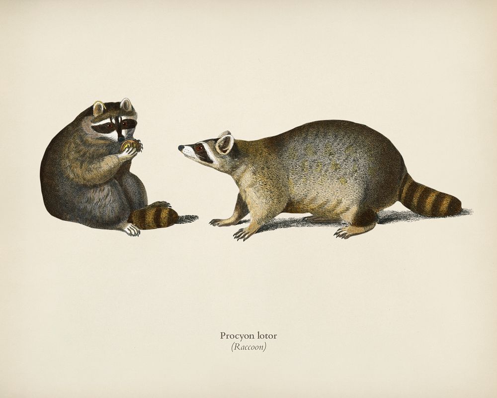 Raccoon (Procyon lotor) illustrated by Charles Dessalines D' Orbigny (1806-1876). Digitally enhanced from our own 1892…