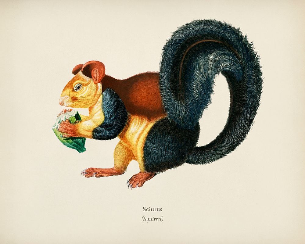 Squirrel (Sciurus) illustrated by Charles Dessalines D' Orbigny (1806-1876). Digitally enhanced from our own 1892 edition of…