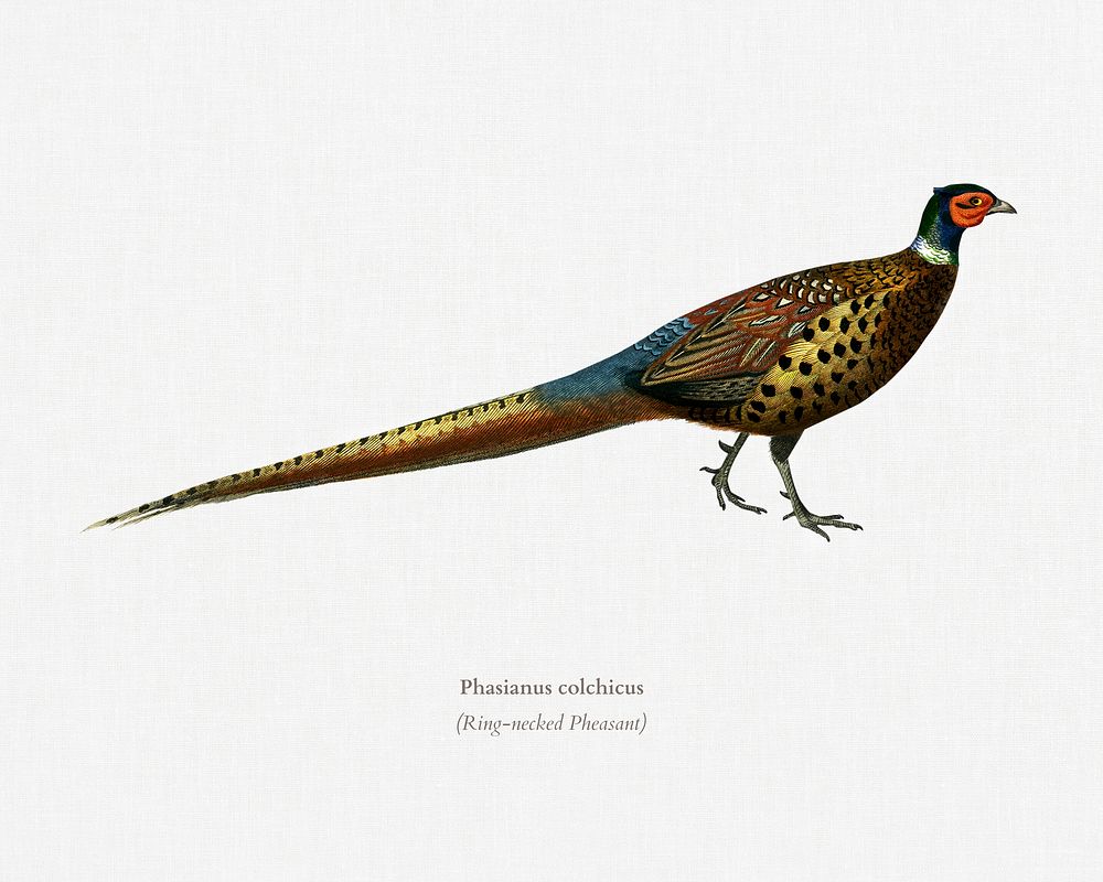 Ring-neckrd pheasant (Phasianus colchicus) illustrated by Charles Dessalines D' Orbigny (1806-1876). Digitally enhanced from…