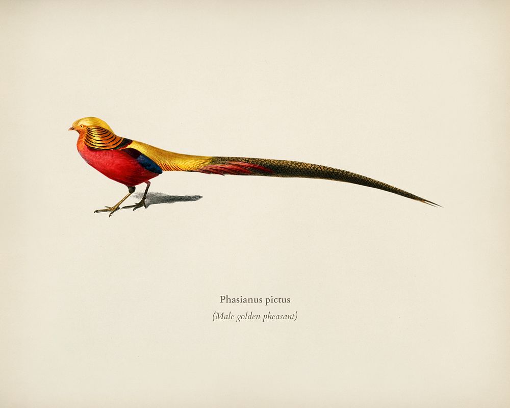 Male golden pheasant (Phasianus pictus) illustrated by Charles Dessalines D' Orbigny (1806-1876). Digitally enhanced from…