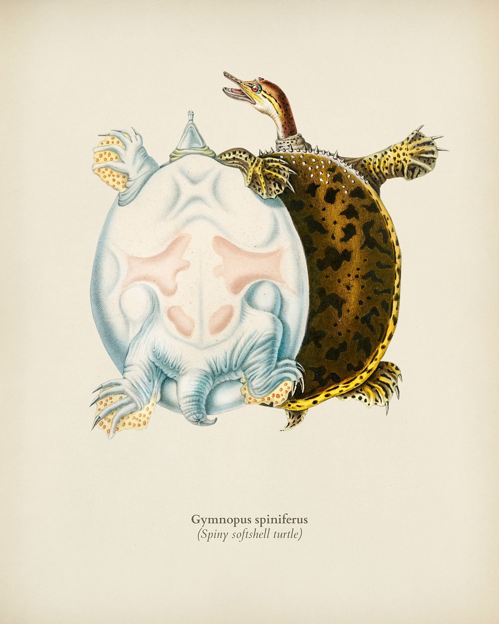Spiny softshell turtle (Gymnopus spiniferus) illustrated by Charles Dessalines D' Orbigny (1806-1876). Digitally enhanced…