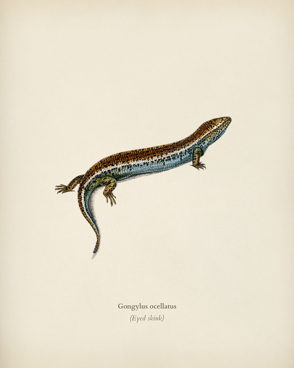 Eyed skink (Gongylus ocellatus) illustrated by Charles Dessalines D' Orbigny (1806-1876). Digitally enhanced from our own…