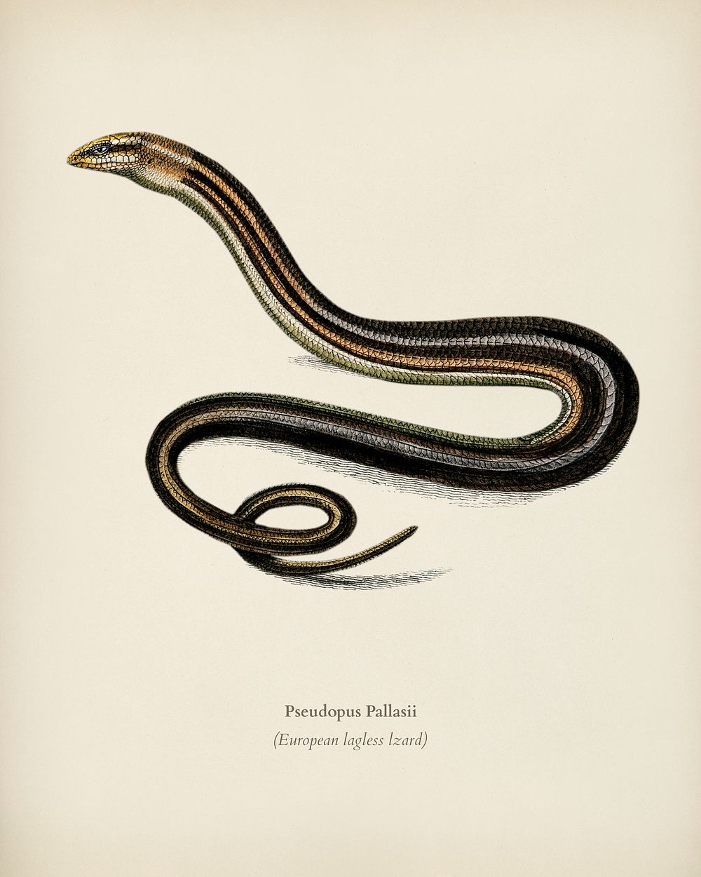 Pseudopus Pallasii illustrated by Charles Dessalines D' Orbigny (1806-1876). Digitally enhanced from our own 1892 edition of…