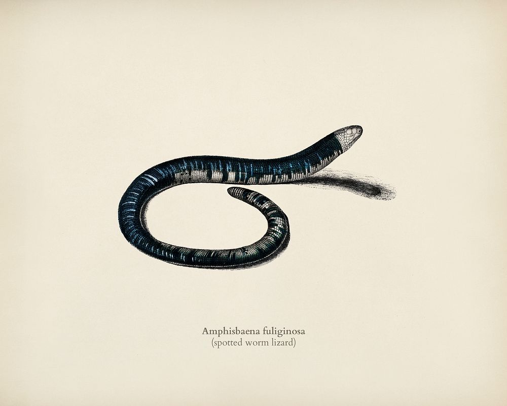 Spotted worm lizard (Amphisbaena fuliginosa) illustrated by Charles Dessalines D' Orbigny (1806-1876). Digitally enhanced…