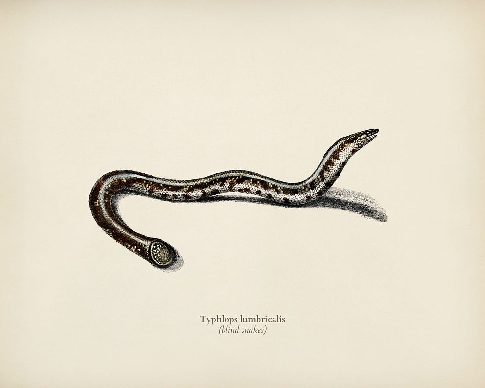 Blind snakes (Typhlops lumbricalis) illustrated by Charles Dessalines D' Orbigny (1806-1876). Digitally enhanced from our…