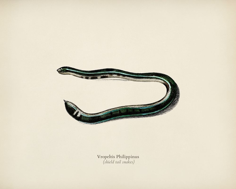 Shield tail snakes (Vropeltis Philippinus) illustrated by Charles Dessalines D' Orbigny (1806-1876). Digitally enhanced from…