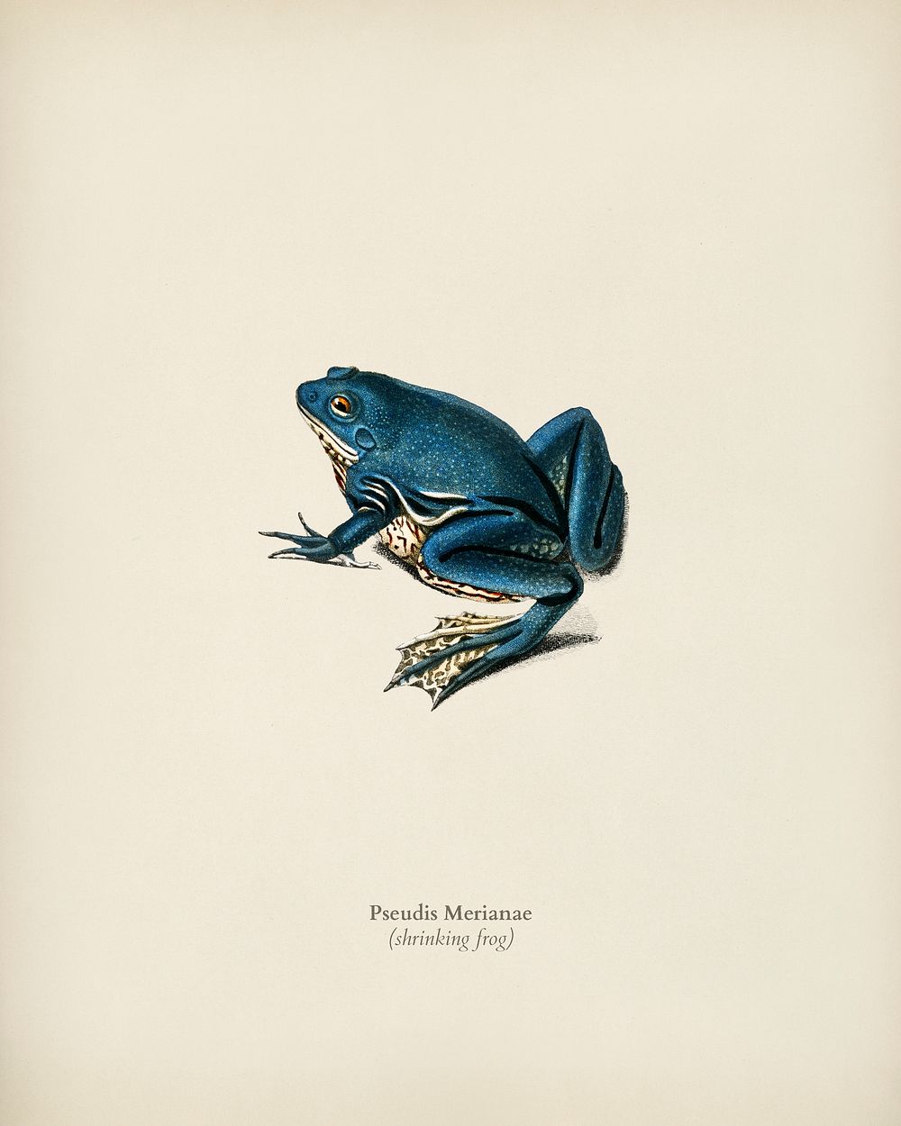 Shrinking frog (Pseudis Merianae) illustrated by Charles Dessalines D' Orbigny (1806-1876). Digitally enhanced from our own…