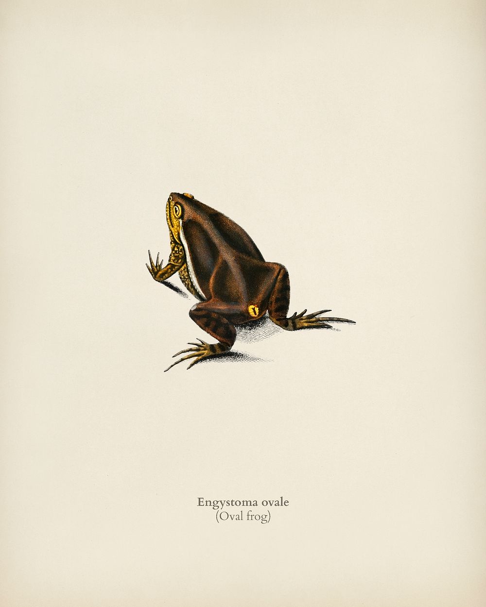 Oval frog (Engystoma ovale) illustrated by Charles Dessalines D' Orbigny (1806-1876). Digitally enhanced from our own 1892…