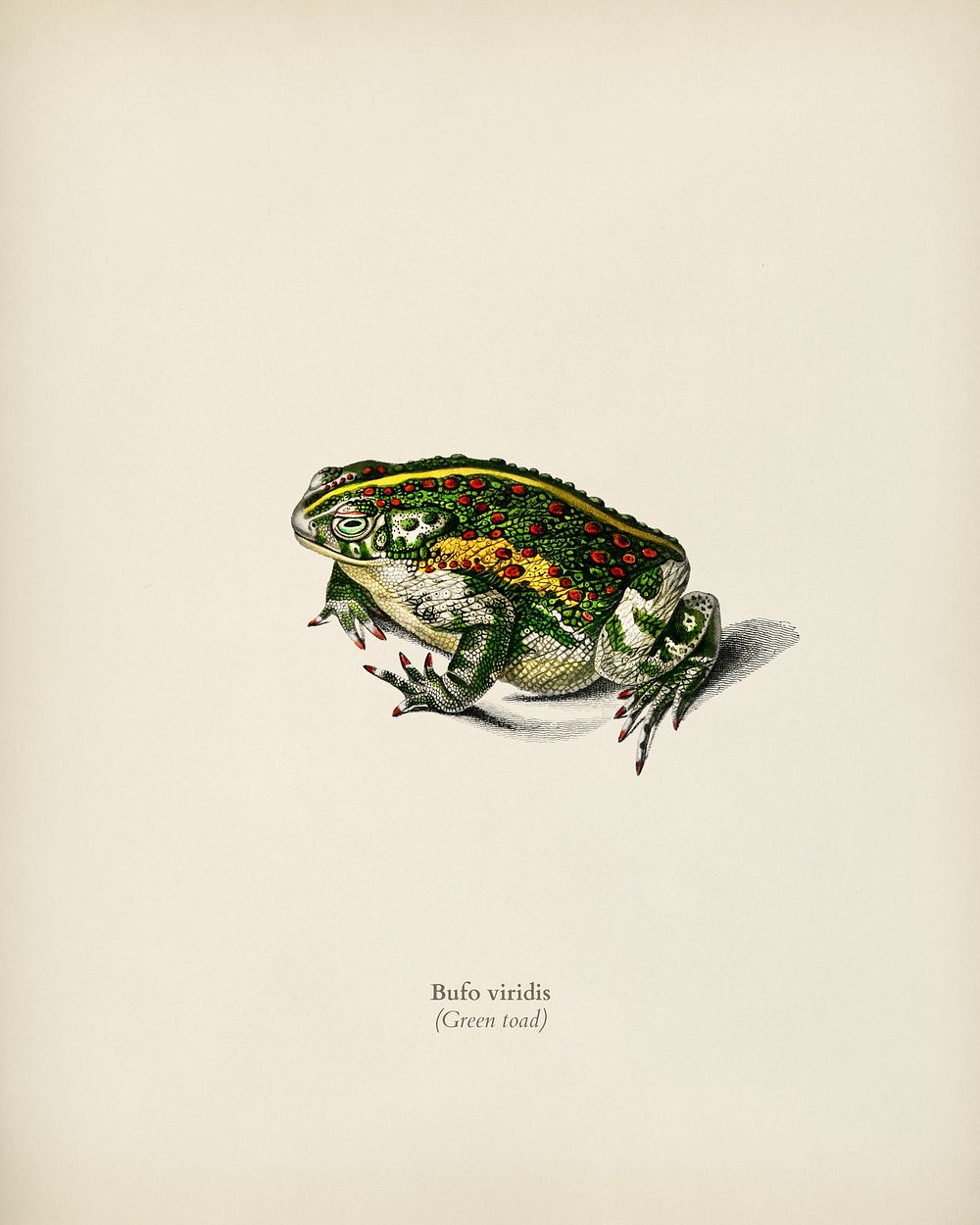 Green toad illustrated by Charles Dessalines D' Orbigny (1806-1876) Digitally enhanced from our own 1892 edition of…
