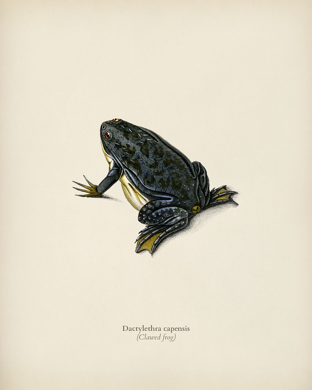 Clawed frog (Dactylethra capensis) illustrated by Charles Dessalines D' Orbigny (1806-1876). Digitally enhanced from our own…