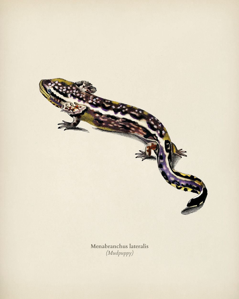 Mudpuppy (Menabranchus lateralis) illustrated by Charles Dessalines D' Orbigny (1806-1876). Digitally enhanced from our own…