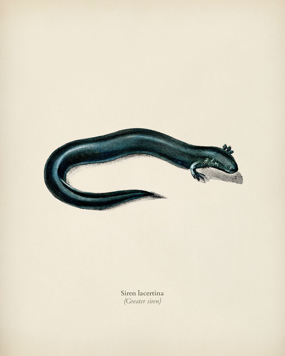 Greater siren (Siren lacertina) illustrated by Charles Dessalines D' Orbigny (1806-1876). Digitally enhanced from our own…