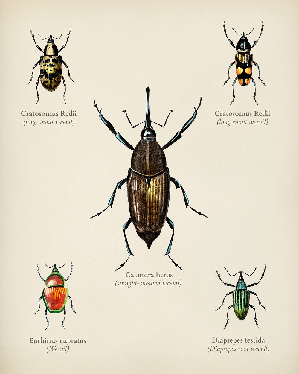 Different types of weevils illustrated by Charles Dessalines D' Orbigny (1806-1876). Digitally enhanced from our own 1892…