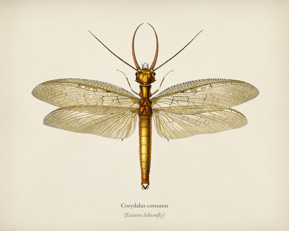 Eastern dobsonfly (Corydalus cornutus) illustrated by Charles Dessalines D' Orbigny (1806-1876). Digitally enhanced from our…