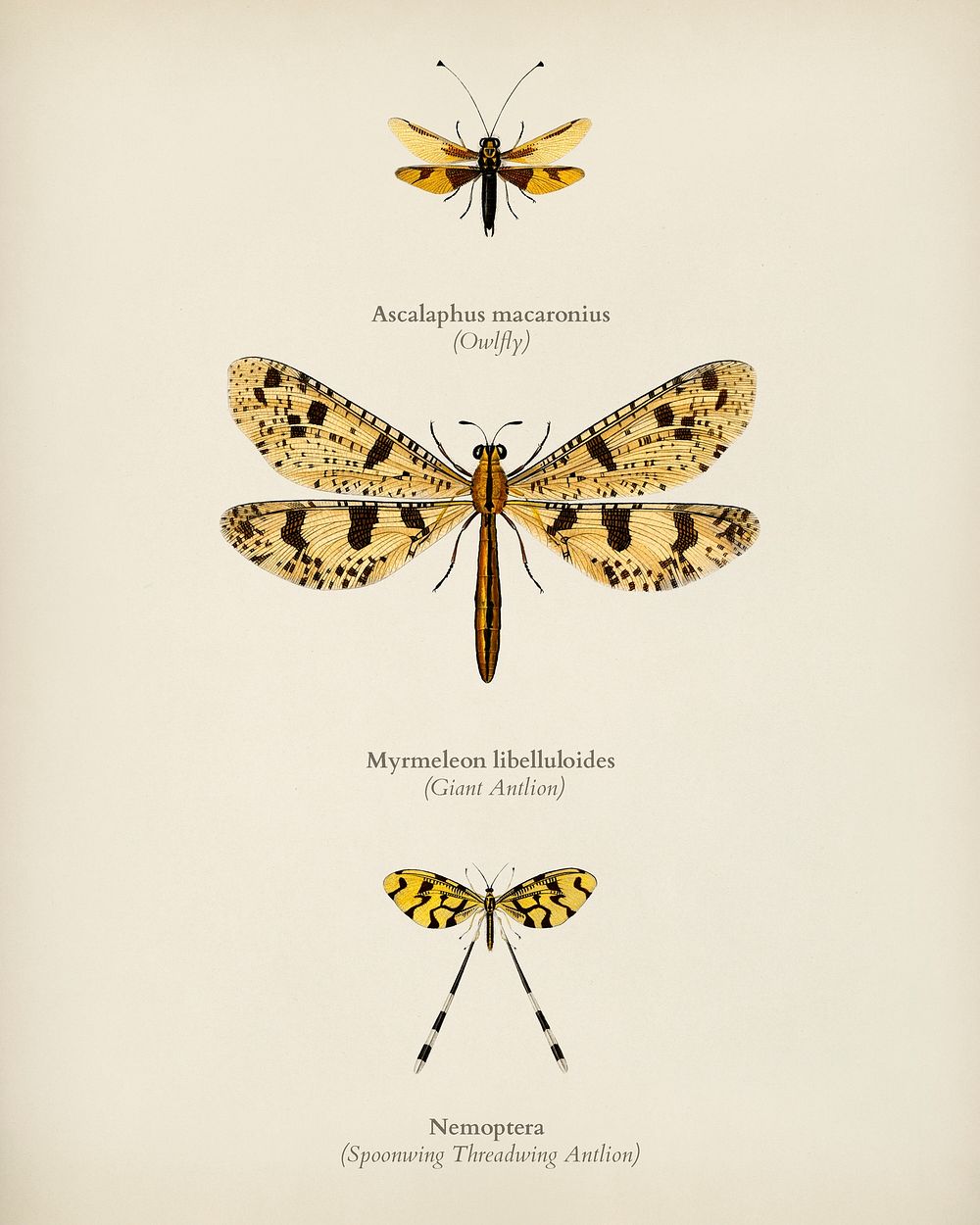 Collection of insects illustrated by Charles Dessalines D' Orbigny (1806-1876). Digitally enhanced from our own 1892 edition…