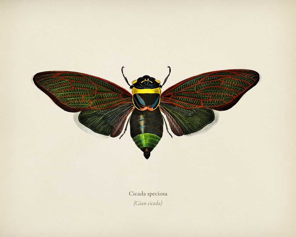 Gian cicuda (Cicada speciosa) illustrated by Charles Dessalines D' Orbigny (1806-1876). Digitally enhanced from our own 1892…