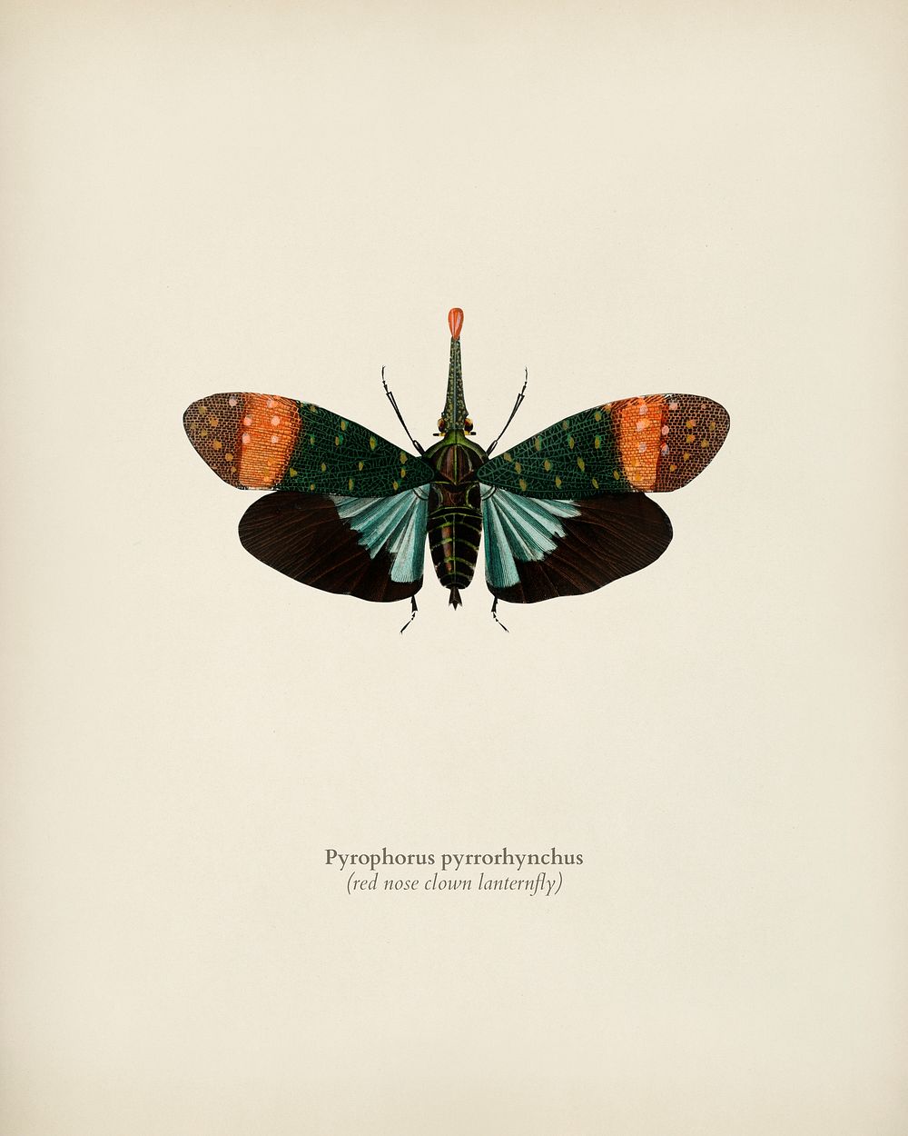 Red nose clown lanternfly (pyrophorus pyrrorhynchus) illustrated by Charles Dessalines D' Orbigny (1806-1876). Digitally…