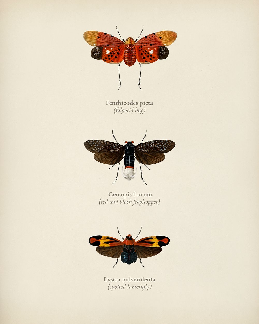 Collection of hand drawings of moths illustrated by Charles Dessalines D' Orbigny (1806-1876). Digitally enhanced from our…